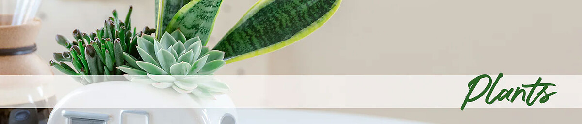 Plants & Gifts