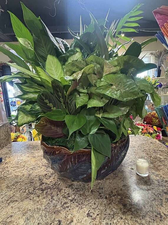 14&quot; Ceramic Dishgarden