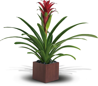 Bromeliad Beauty